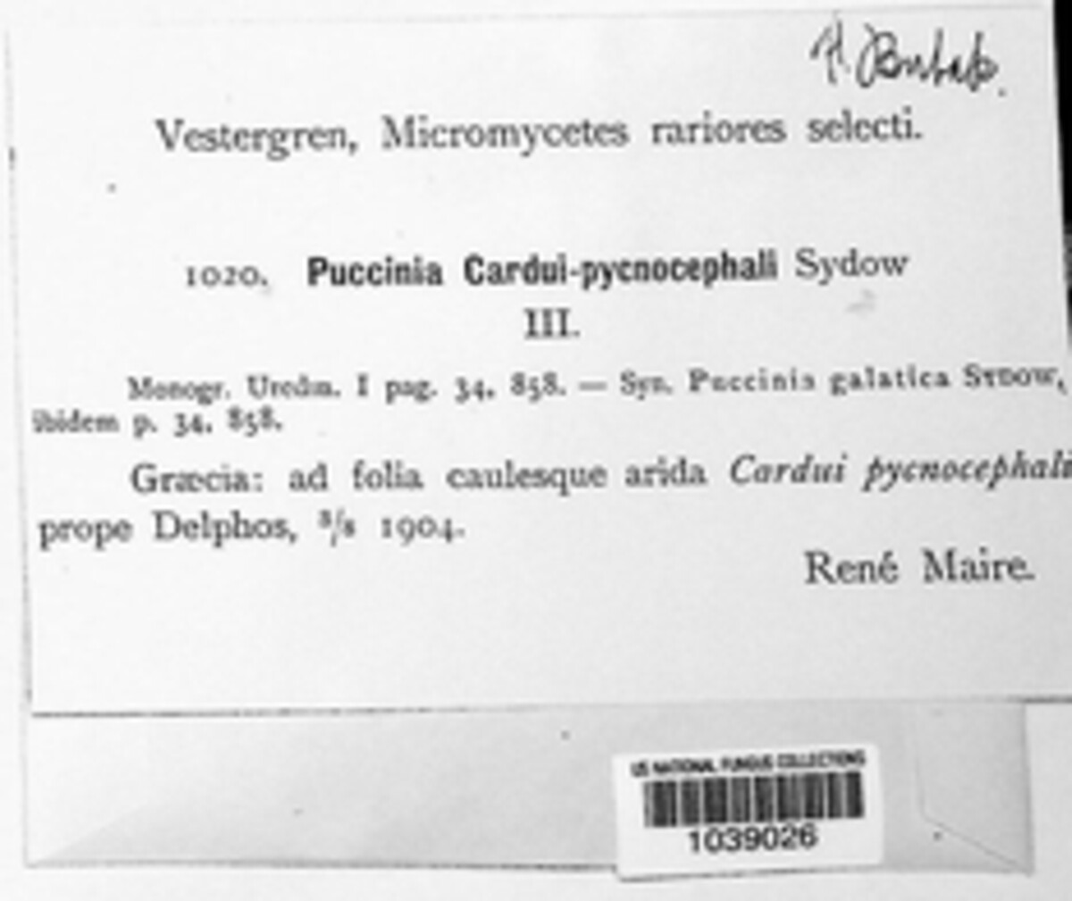 Puccinia cardui image